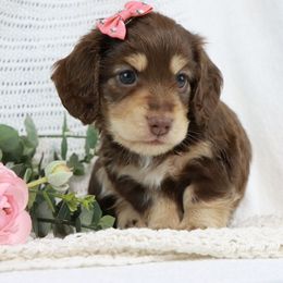 Dachshund Puppies from Caleb Ramer