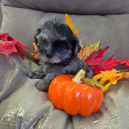 Dolly Parton - Merle female Shihpoo puppy in Delphos, Ohio from Route 66 Puppies