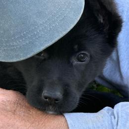 Bellamy - Black female German Shepherd puppy in Winchester, Kentucky from Drache Feld