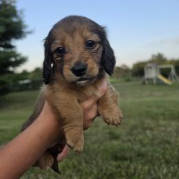 Dachshund Puppies from Emily King