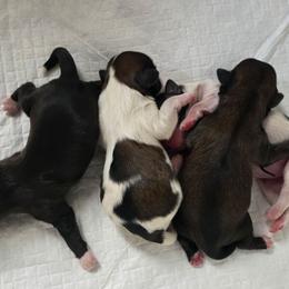 Girl 4 - Tricolor female Shih Tzu puppy in Brighton, Missouri from Morningstar's Shih Tzu