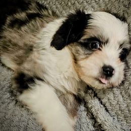 Australian Mountain Doodles, Bernedoodles, Companion Crosses, and Shihpoos from Perfect Companion Puppies