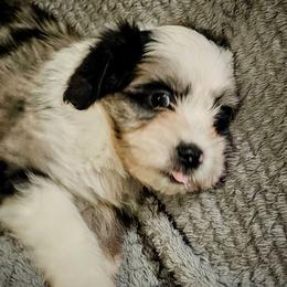 Australian Mountain Doodles, Bernedoodles, Companion Crosses, and Shihpoos from Perfect Companion Puppies