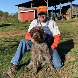 Wirehaired Pointing Griffon All Grown Up from Foggy Gap Griffons