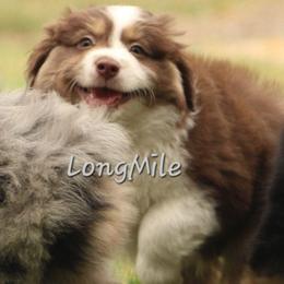 RTM8 - Red tri-color male Miniature American Shepherd puppy in Elgin, Oregon from LongMile Aussies