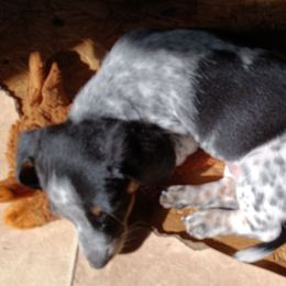 Dachshunds from Meaux's Dachshunds