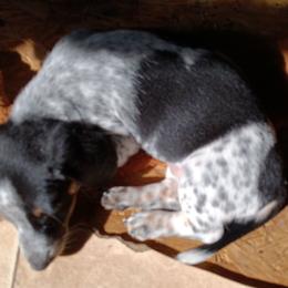 Dachshunds from Meaux's Dachshunds