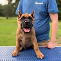 Yellow - Fawn male Cane Corso puppy in Opelousas, Louisiana from Azelees Cane Corso