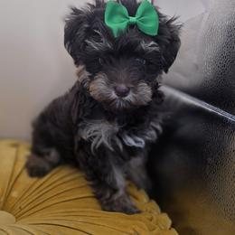 Lulu - Phantom female Bernedoodle puppy in Decatur, Tennessee from Diamond's Doodles