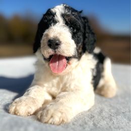 Clark - Black and white male Bernedoodle puppy in Osage City, Kansas from Golden Ridge Goldens