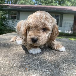 Bernie - Apricot male Goldendoodle puppy in Texas from Doodles Divine