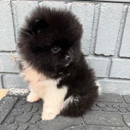 Widow - Black female Pomeranian puppy in Newark, Ohio from Keeperofstars Pomeranians