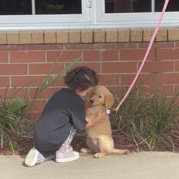 Golden Retriever Puppies from All shades Golden