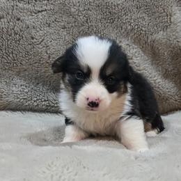 No Collar Male - Black and tan male Pembroke Welsh Corgi puppy in Tenino, Washington from LoneStar Corgis NW