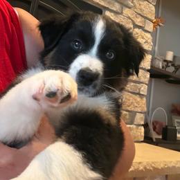 Ash - Black tri-color female Australian Shepherd puppy in La Porte City, Iowa from KDL Homestead