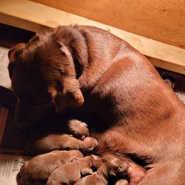 Labrador Retrievers from Brown Dog Acres