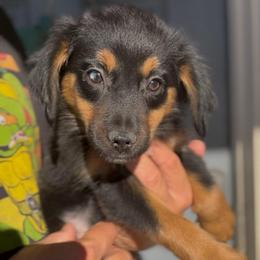 Remington - Black tri female Miniature Australian Shepherd puppy in Queen Creek, Arizona from Arizona Aussies