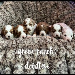 Cavapoos and Goldendoodles from Green Ranch Doodles