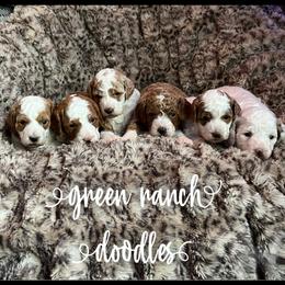 Cavapoos and Goldendoodles from Green Ranch Doodles