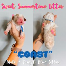 Coast Bright Blue Collar - Fawn and white male Sheepadoodle puppy in Republic, Missouri from DOOD & Co