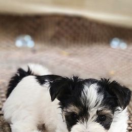 Morkie Puppies from My Precious Pups
