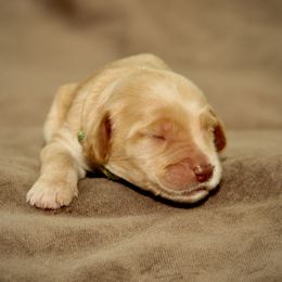 Gerta - Caramel female Australian Labradoodle puppy in Stanwood, Washington from Victoria Creek Australian Labradoodles