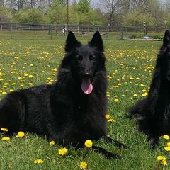 Belgian Sheepdogs from Bayview Belgians
