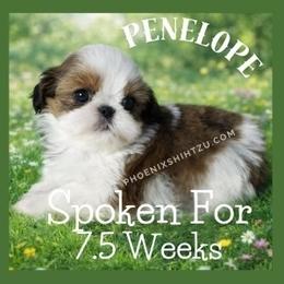 Cadence - Gold and white female Shih Tzu puppy in Hayden, Idaho from Phoenix Shih Tzu