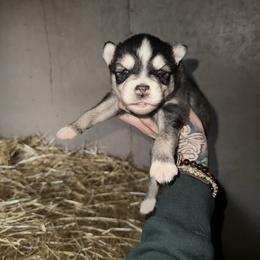 Boy - Black and white male Siberian Husky puppy in Iron River, Wisconsin from Wiemeri Siberians