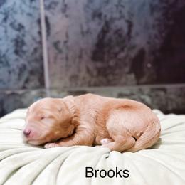 Brooks - Apricot male Goldendoodle puppy in Pasco, Washington from Camp Doodle Woods