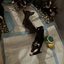 Chihuahua Puppies from Chihuahua Mama