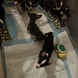 Chihuahua Puppies from Chihuahua Mama