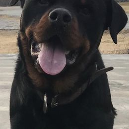 Rottweilers from Bella Bowe Import Rottweilers