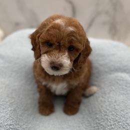 Teddy - Red  male Goldendoodle puppy in Kansas City, Kansas from Bella & Ivy’s Mini Goldendoodles of KC