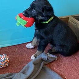 Belgian Malinois and Working Cross Puppies from L G Kennels