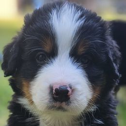 Bernese Mountain Dogs from Rusty Brows Berners