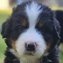 Bernese Mountain Dogs from Rusty Brows Berners