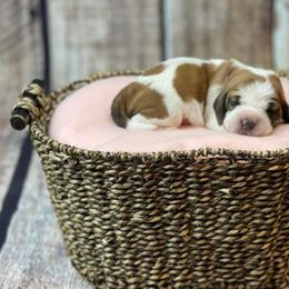 Basset Hound Puppies from Blessed Bassets