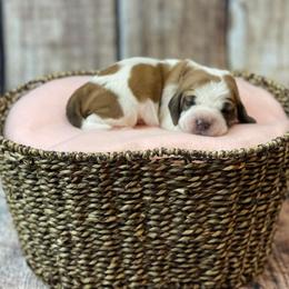 Basset Hound Puppies from Blessed Bassets