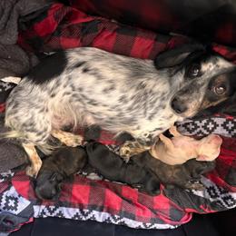 Fallon - Brindle male Dachshund puppy in Nampa, Idaho from 208 Wiener Wiggle Butts LLC