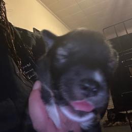Black or agouti red female - Black female Siberian Husky puppy in Wheeling, West Virginia from Powells Huskies