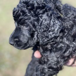 "Yellow Collar female" Poodle Puppies from Abbott Standard Poodles