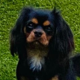 Stella - Cavalier King Charles Spaniel