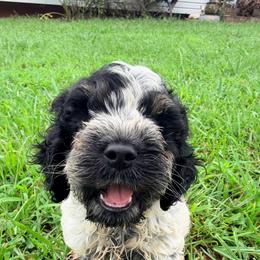 Pilsner with training - Black white and tan male Cockapoo puppy in Boonville, North Carolina from Doods & Dolls