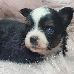 Raine - Black tri female Miniature Australian Shepherd puppy in Deer Park, Washington from Rodeo Aussies