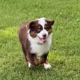Archie - Red tri-color male Miniature American Shepherd puppy in Camdenton, Missouri from Sunset Ridge Aussies