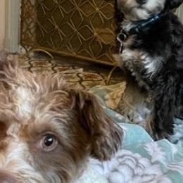 Havanese from T&T Havanese