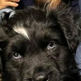 Australian Shepherds from Parkman House Aussies