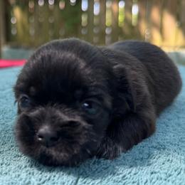 Girl 2 - Chocolate female Shih Tzu puppy in Mobile, Alabama from FluffyTail Shih Tzu