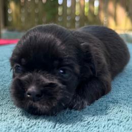 Girl 2 - Chocolate female Shih Tzu puppy in Mobile, Alabama from FluffyTail Shih Tzu
